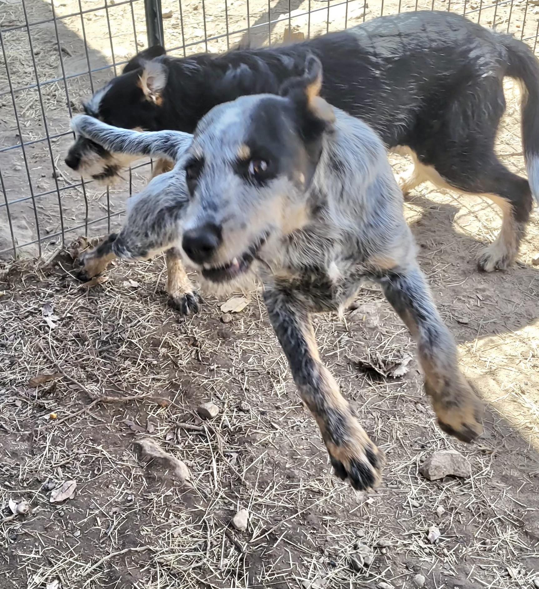 Enlarge Della, a Adoptable Australian Cattle Dog / Blue Heeler in Manchester, CT image 5/6