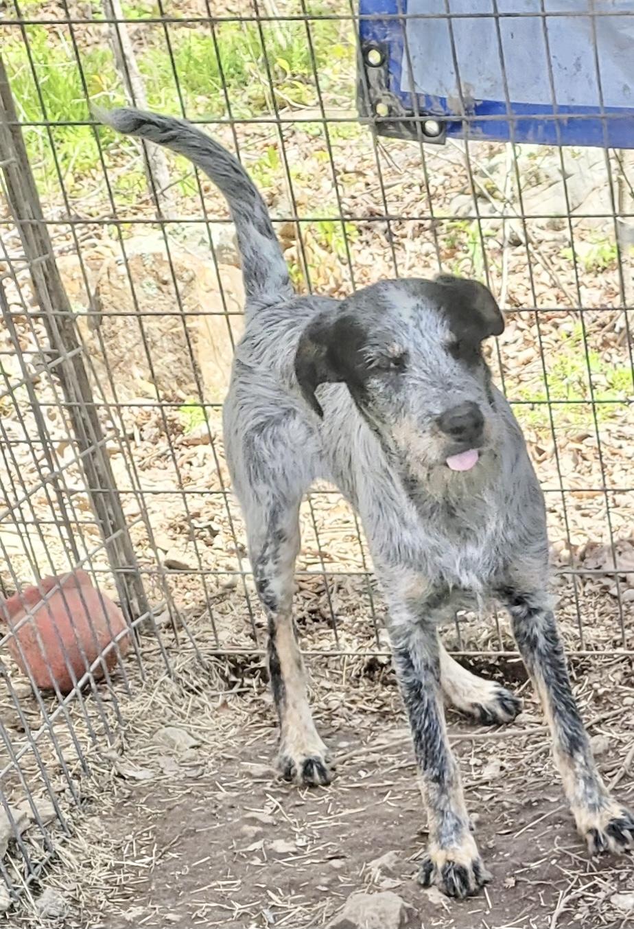 Della, Adoptable, Young Female Australian Cattle Dog / Blue Heeler.