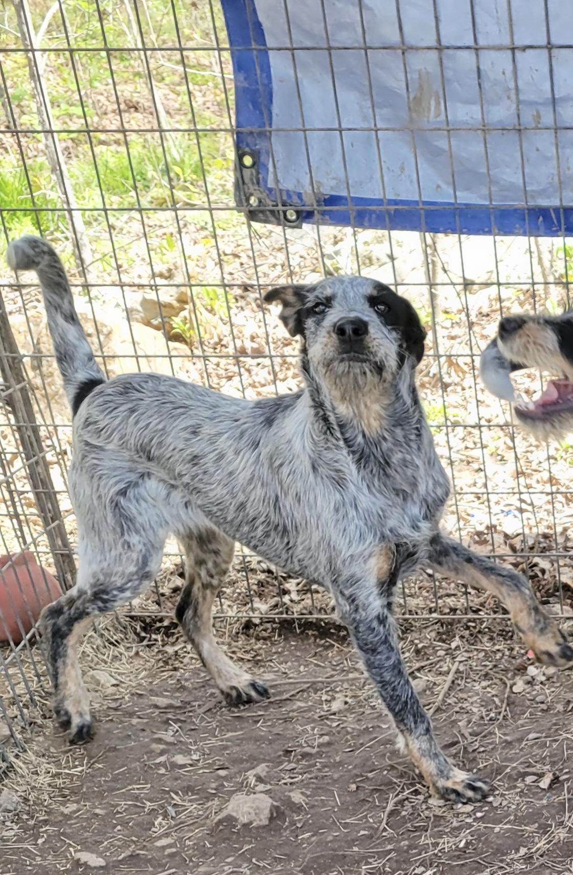 Enlarge Della, a Adoptable Australian Cattle Dog / Blue Heeler in Manchester, CT image 6/6