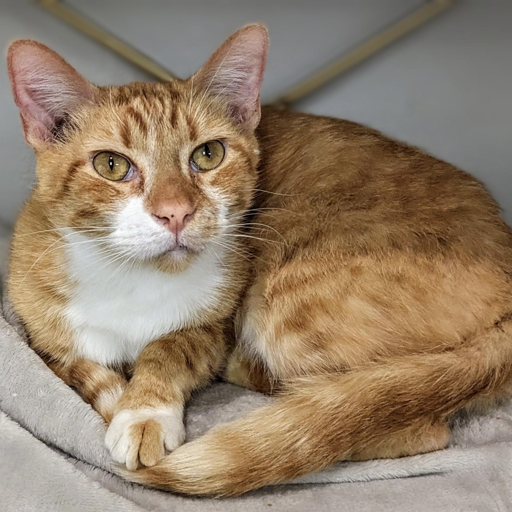 Enlarge Garfield, a ADOPTABLE Domestic Short Hair in Bentonville, AR image 1/2