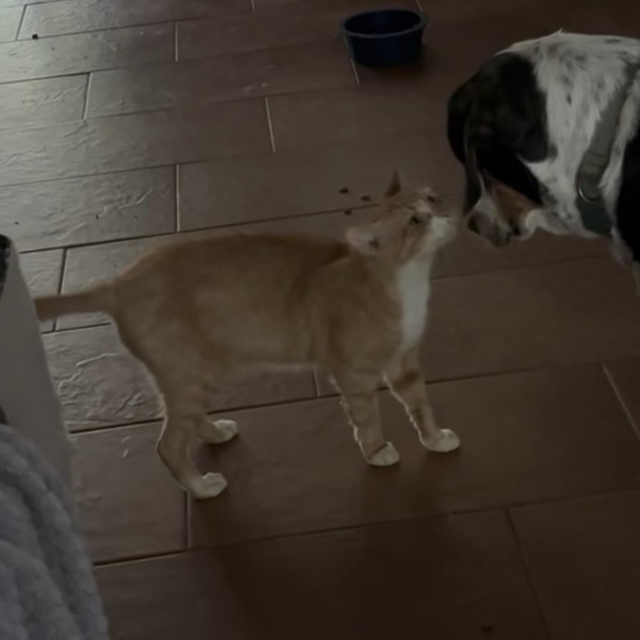 Garfield, ADOPTABLE, Young Male Domestic Short Hair.