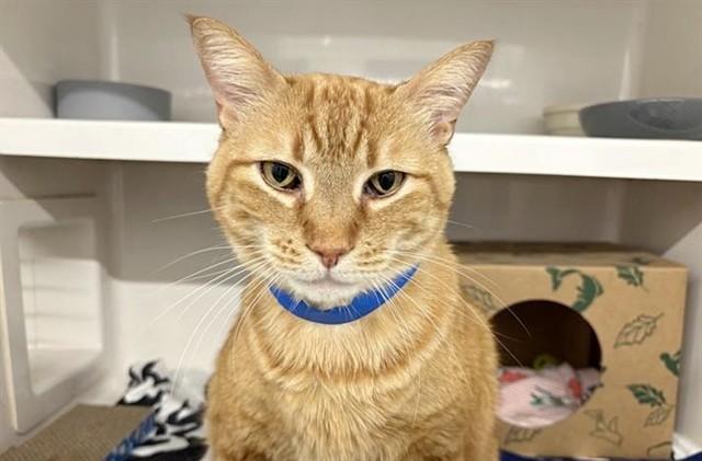 GARY, Adoptable, Adult Male Domestic Medium Hair.