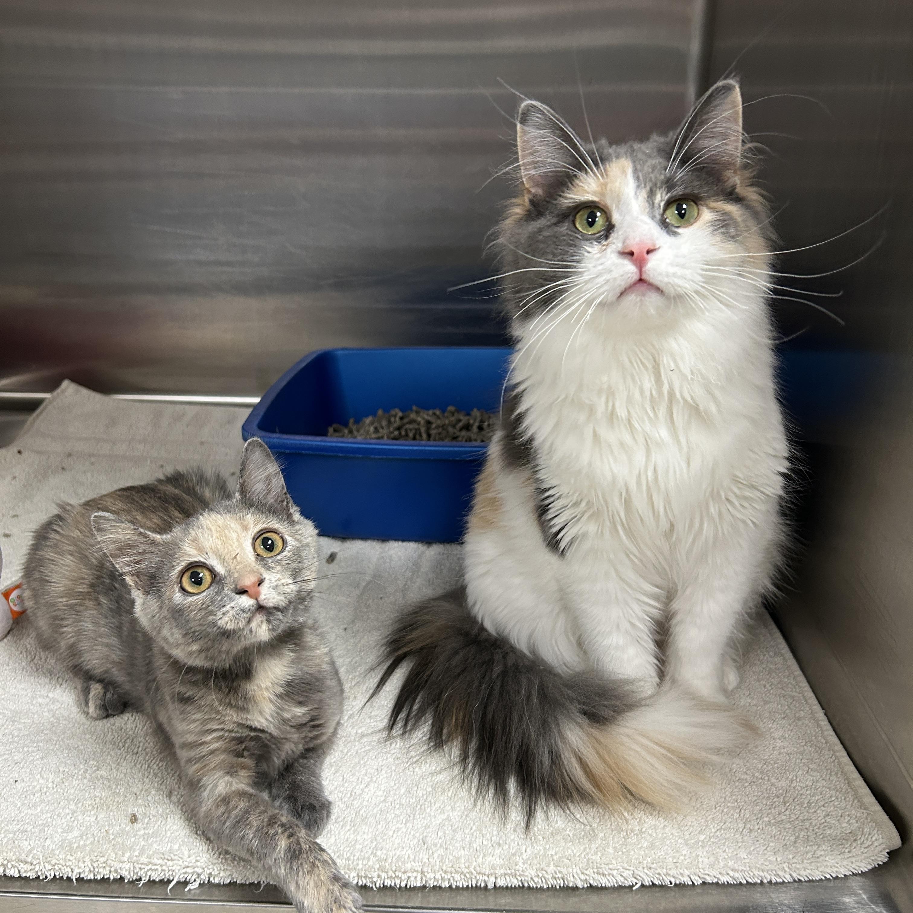 Wednesday & Pebbles (Bonded) , an adopted Domestic Medium Hair in La Grange Park, IL image 3/4