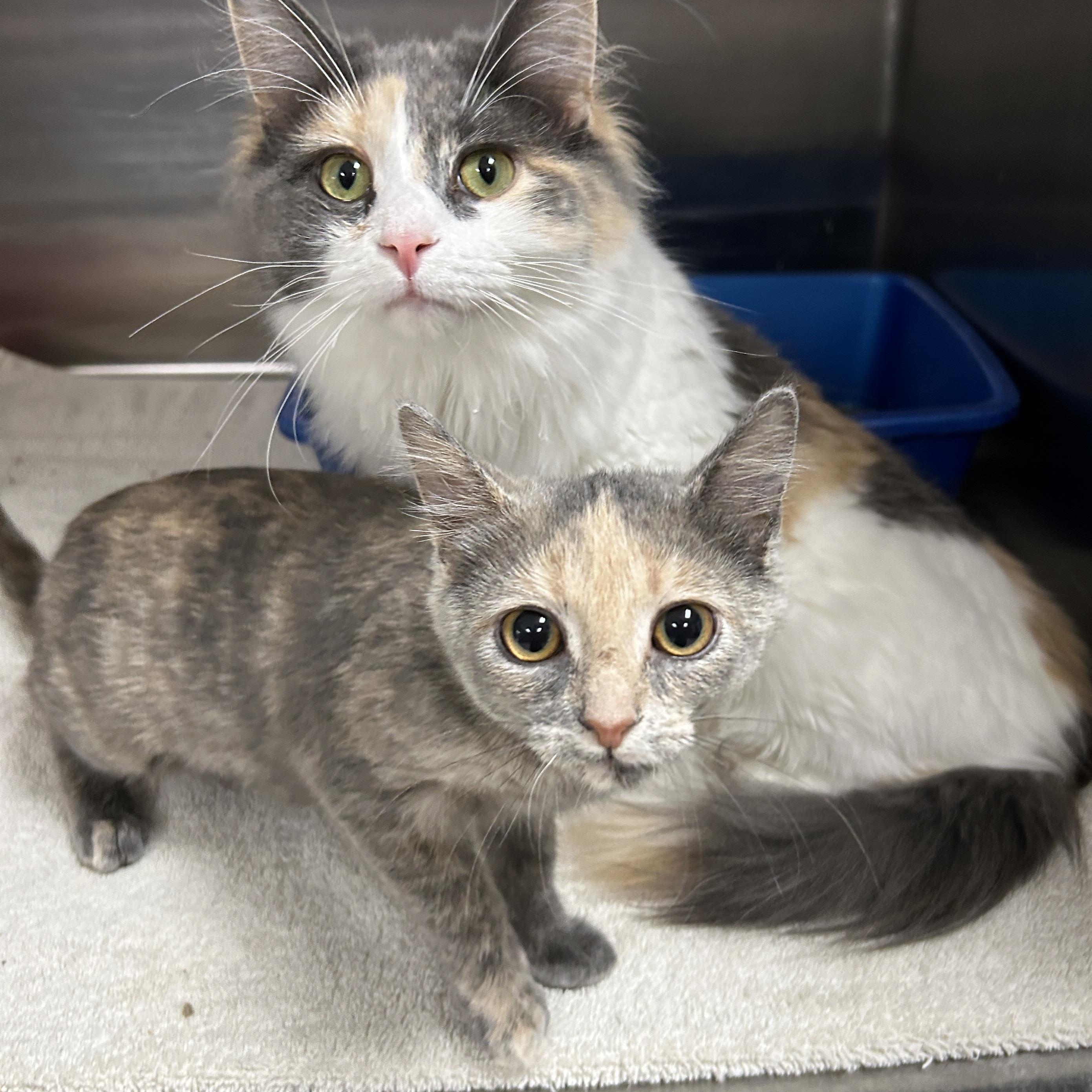 Wednesday & Pebbles (Bonded) , adopted, Young Female Domestic Medium Hair.
