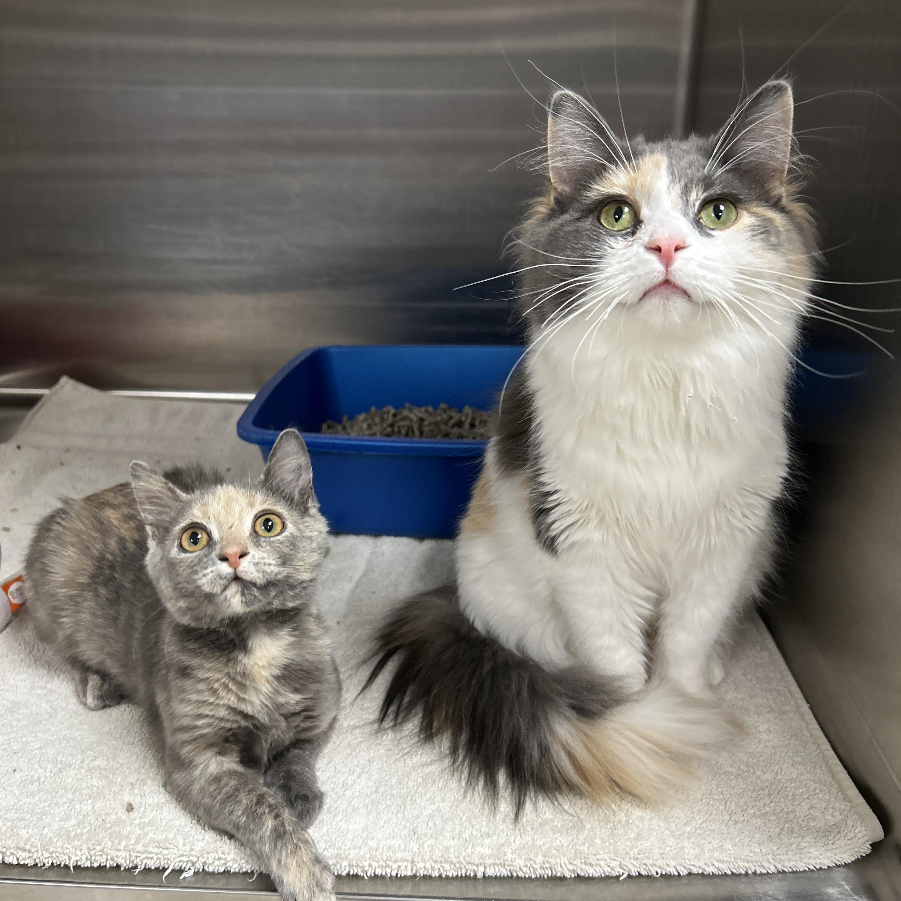 Wednesday & Pebbles (Bonded) , an adopted Domestic Medium Hair in La Grange Park, IL image 2/4