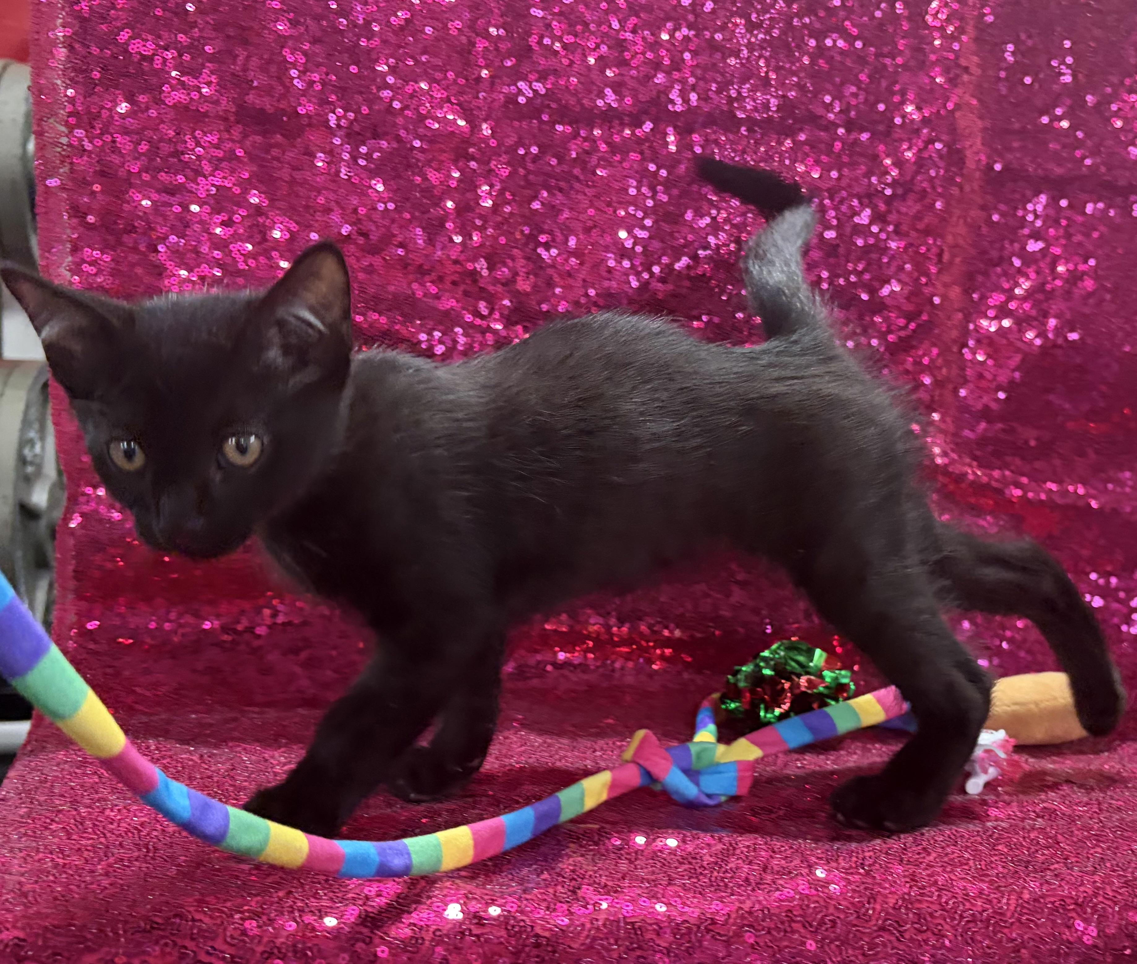 Guardian, a ADOPTABLE Domestic Short Hair in Melbourne, AR image 4/6