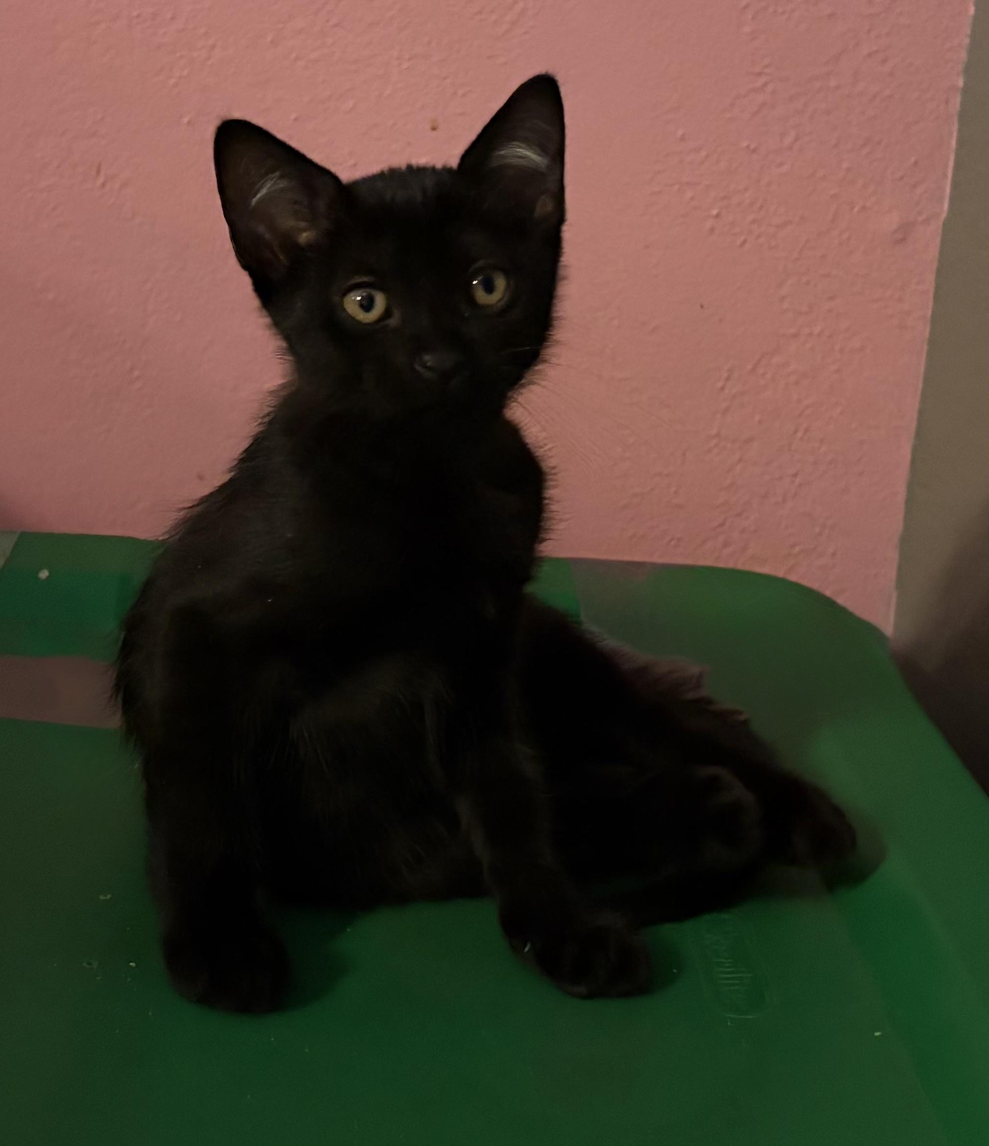 Guardian, a ADOPTABLE Domestic Short Hair in Melbourne, AR image 3/6