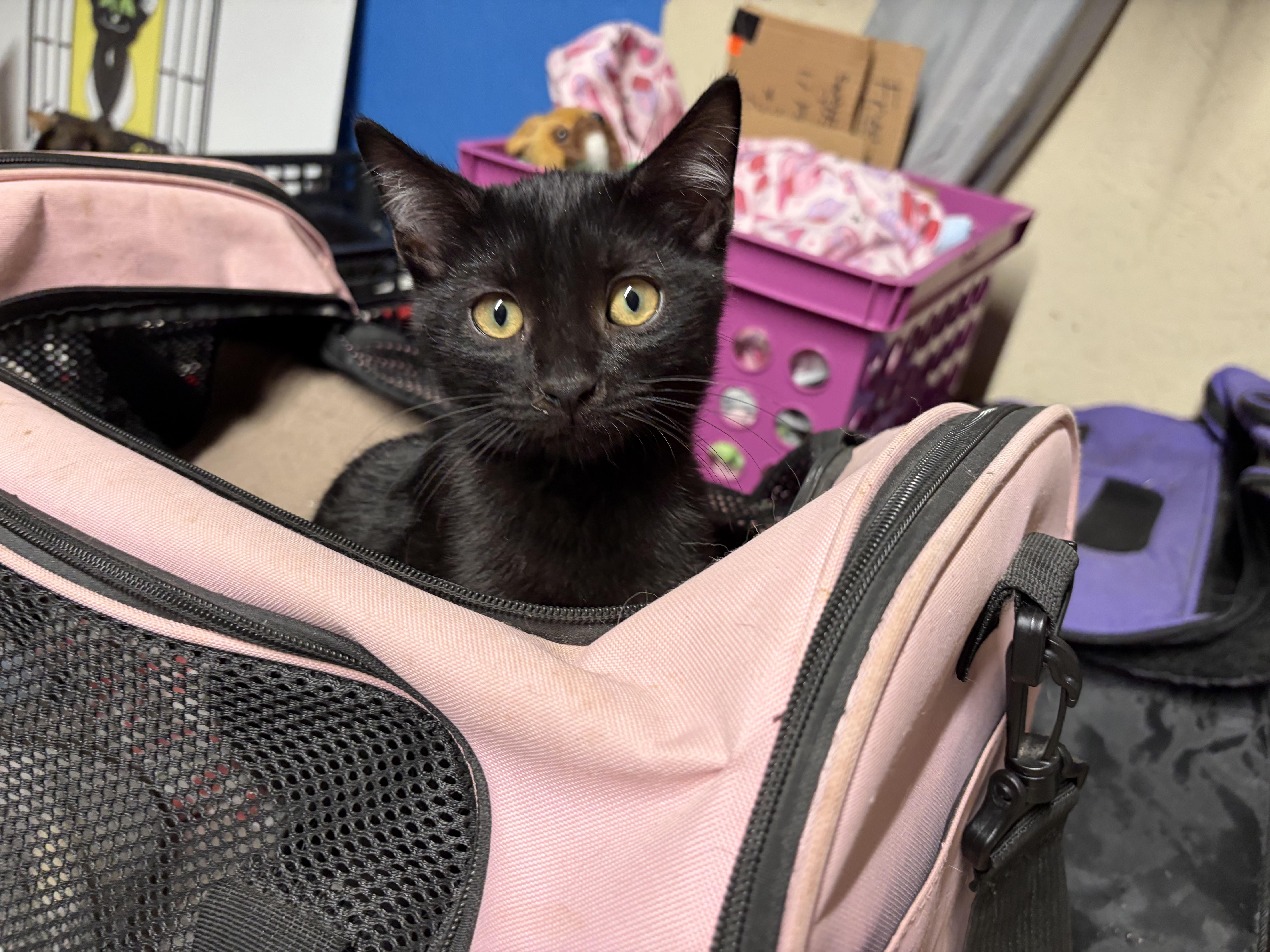 Guardian, a ADOPTABLE Domestic Short Hair in Melbourne, AR image 2/6