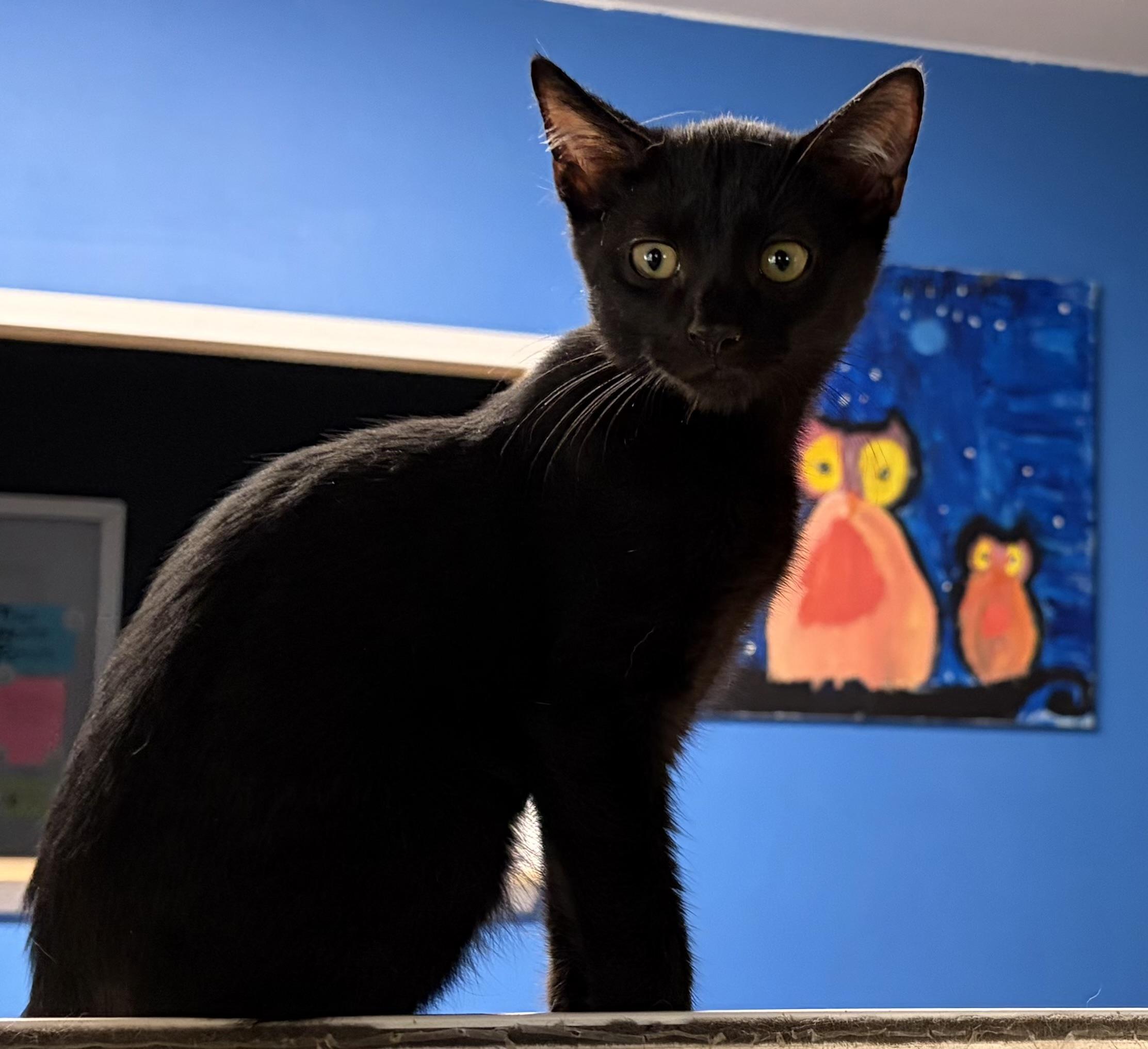 Guardian, ADOPTABLE, Young Male Domestic Short Hair.