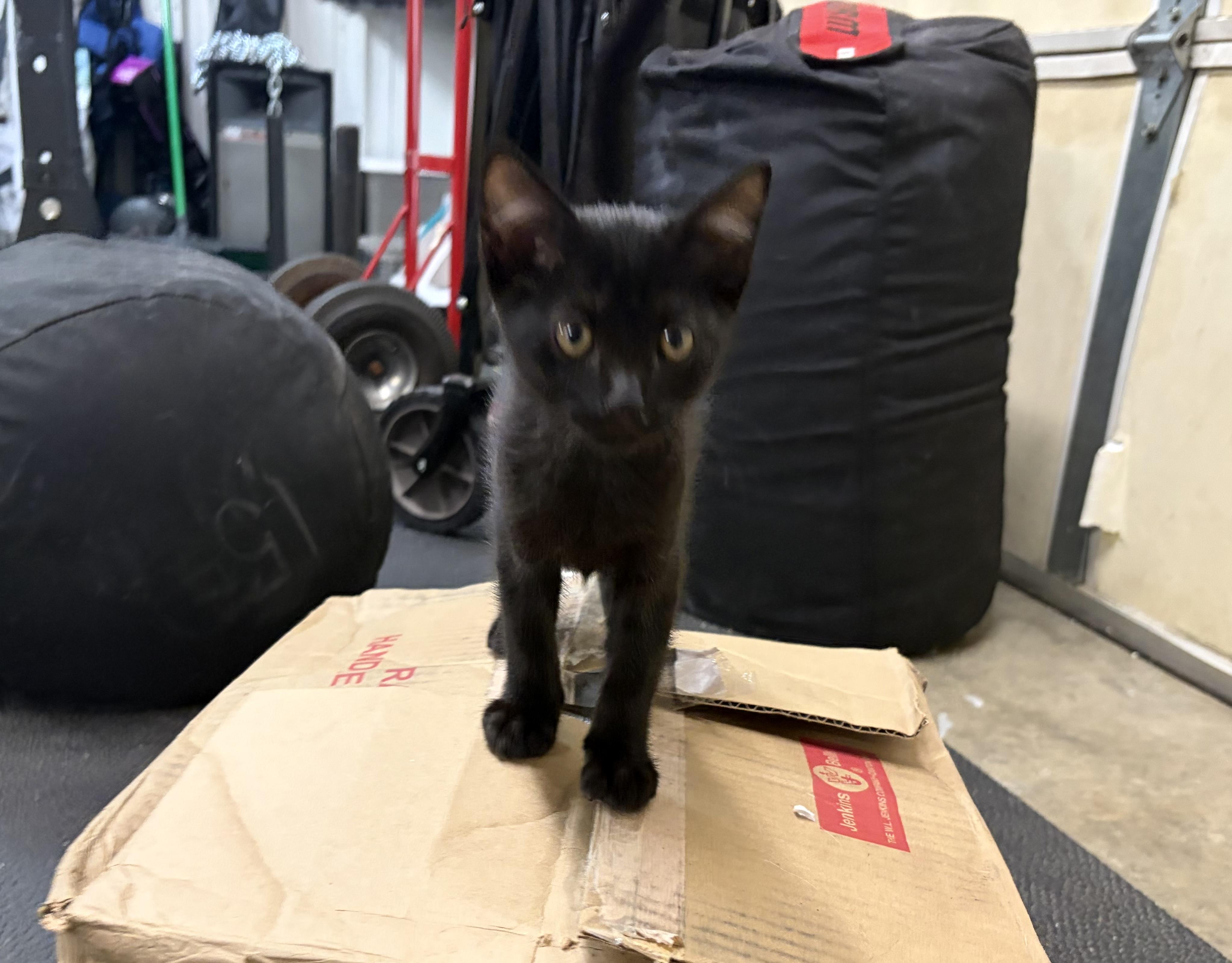 Guardian, a ADOPTABLE Domestic Short Hair in Melbourne, AR image 6/6