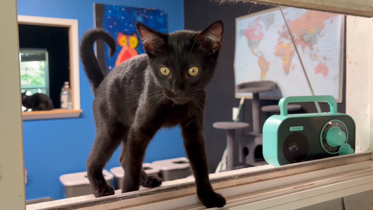Enlarge Guardian, a ADOPTABLE Domestic Short Hair in Melbourne, AR video 5/6