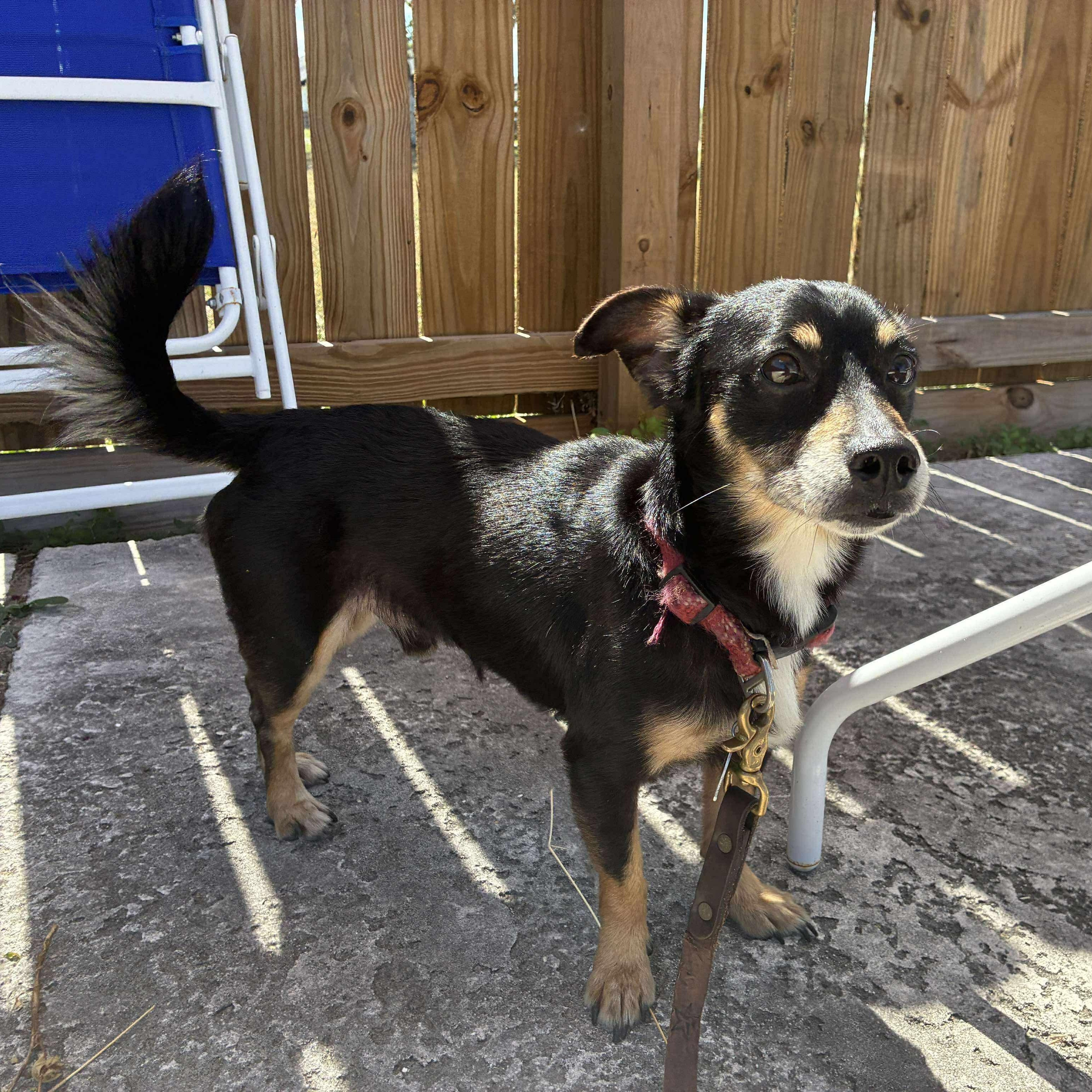 Meza, an adopted mixed breed in New York, NY image 4/6