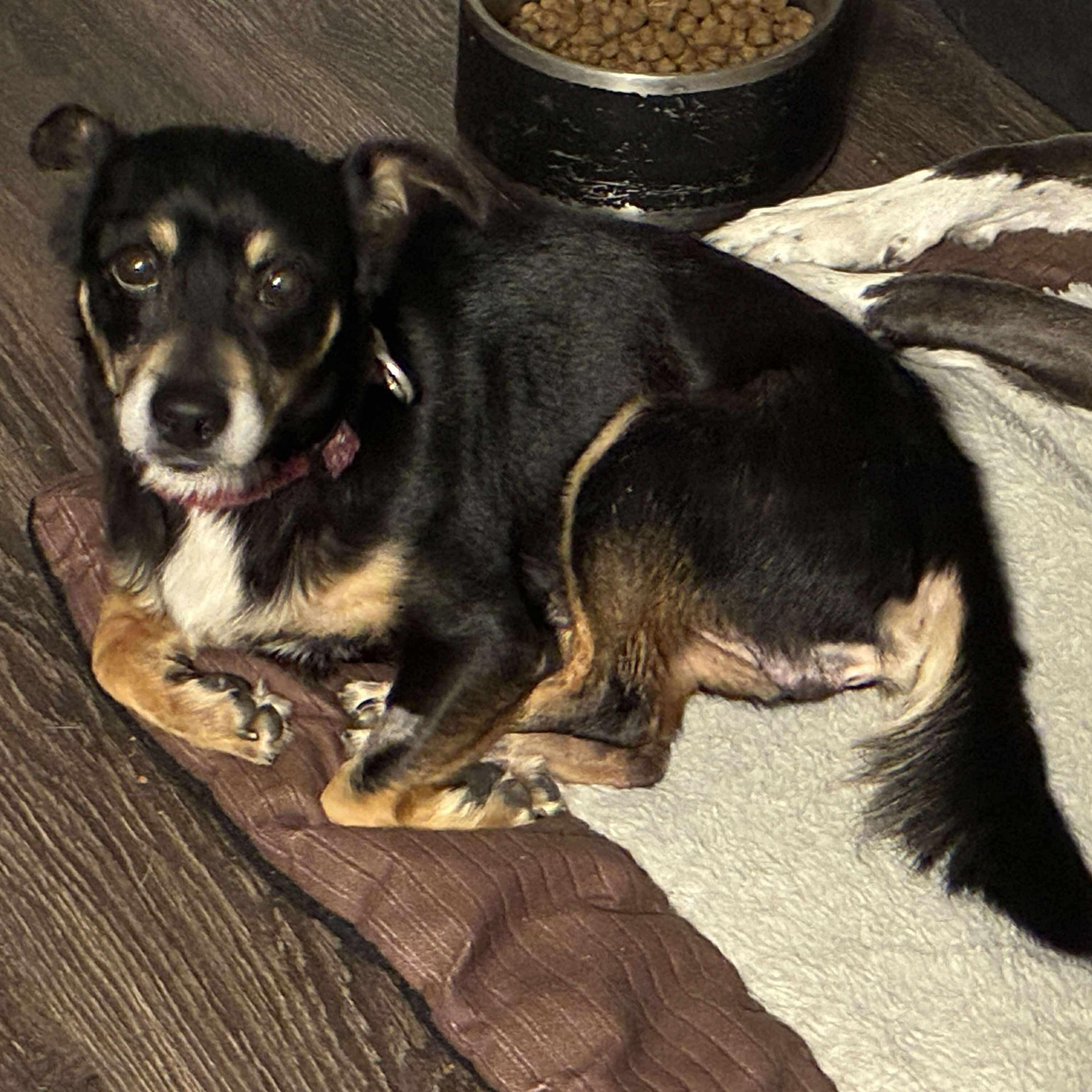 Meza, an adopted mixed breed in New York, NY image 5/6