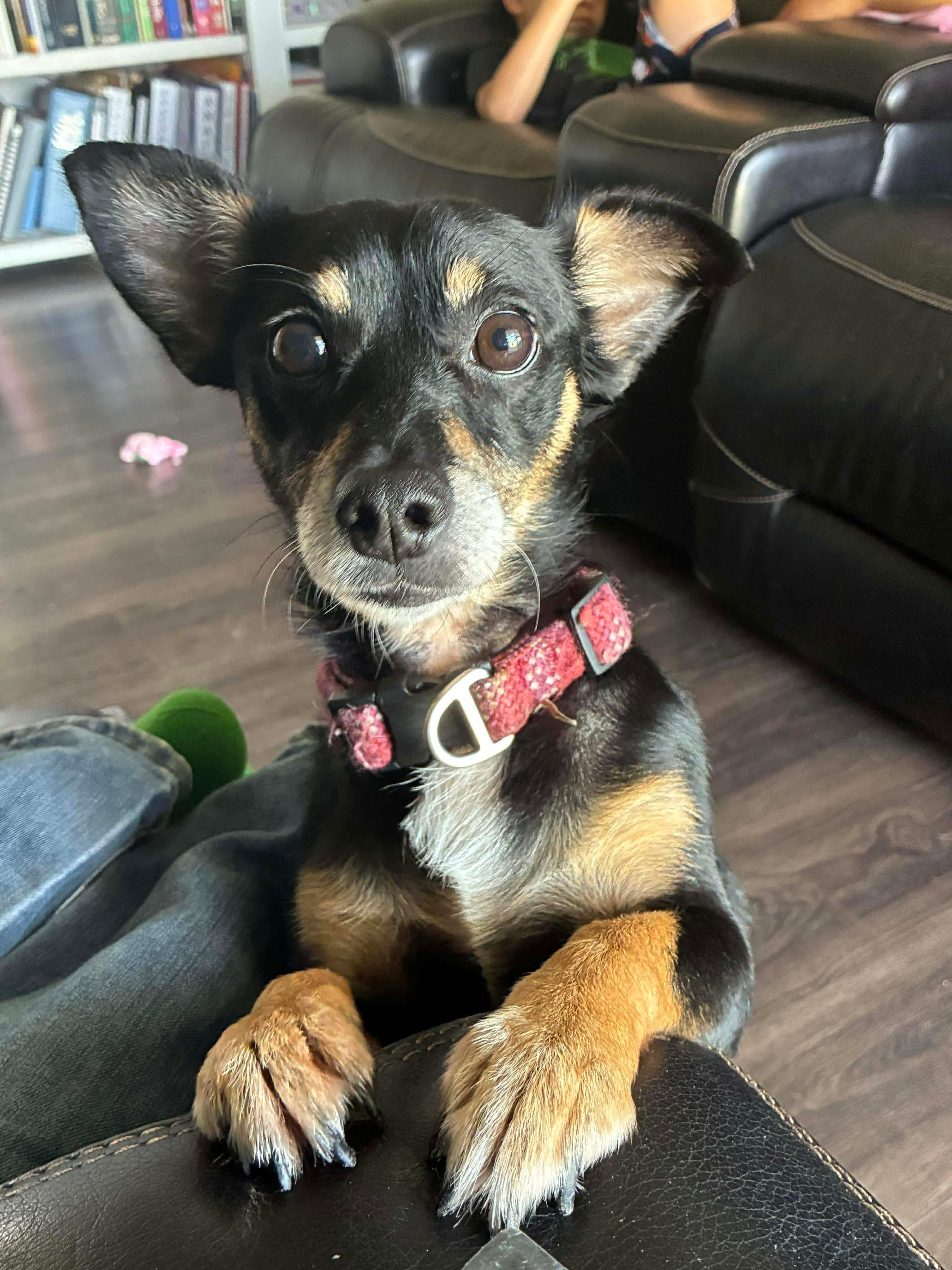 Meza, an adopted mixed breed in New York, NY image 2/6