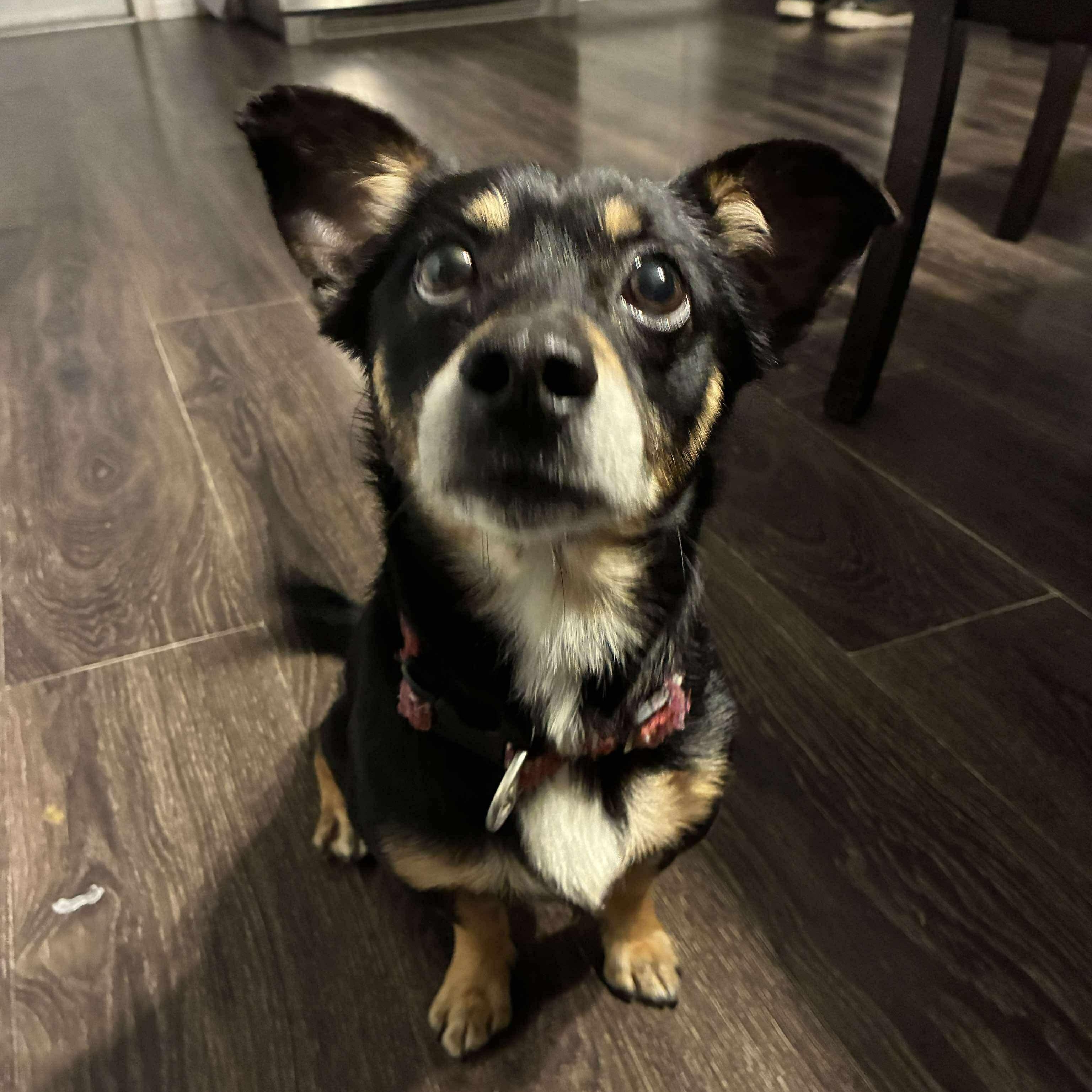 Meza, an adopted mixed breed in New York, NY image 3/6