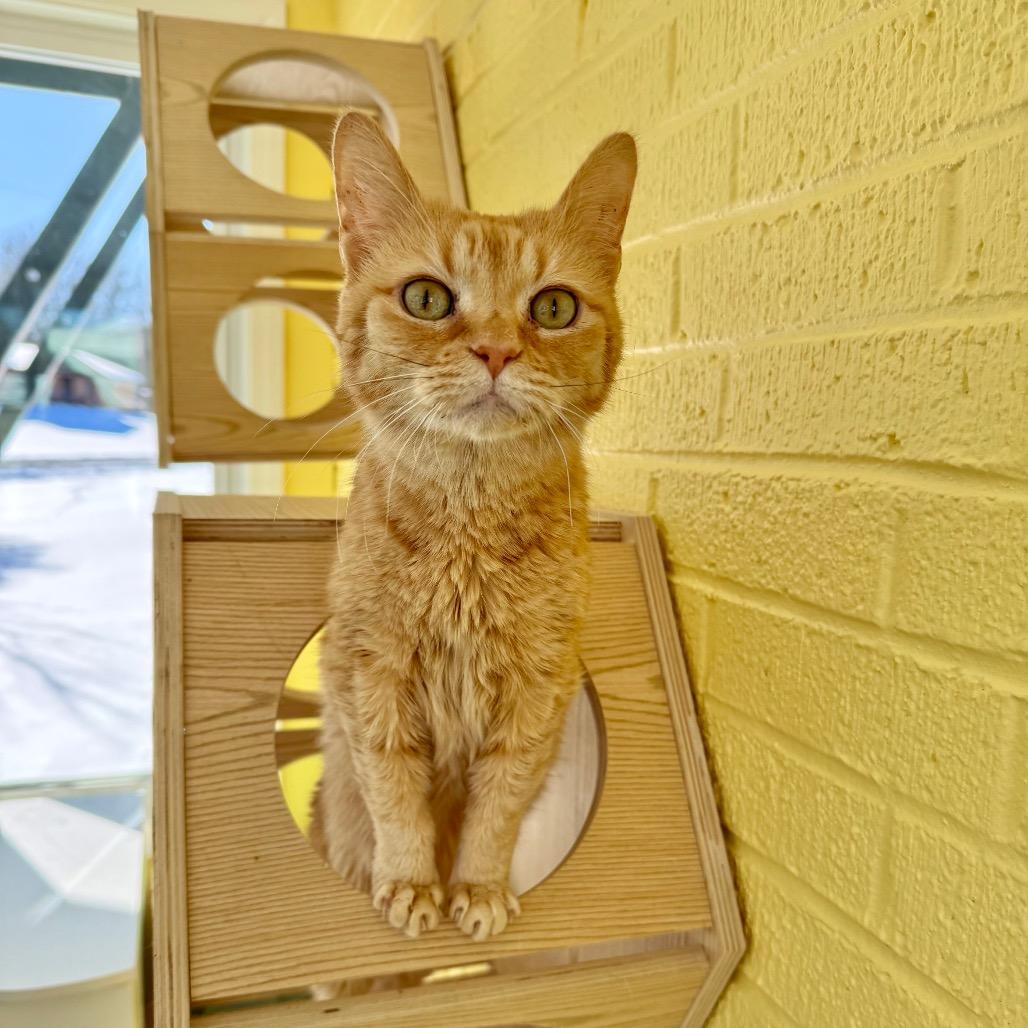 Enlarge Clementine, a Adoptable Domestic Short Hair in Granville, OH image 1/6