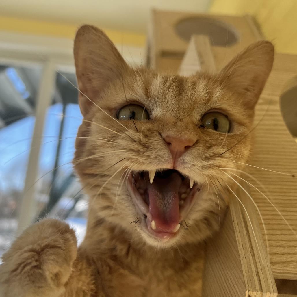 Enlarge Clementine, a Adoptable Domestic Short Hair in Granville, OH image 2/6