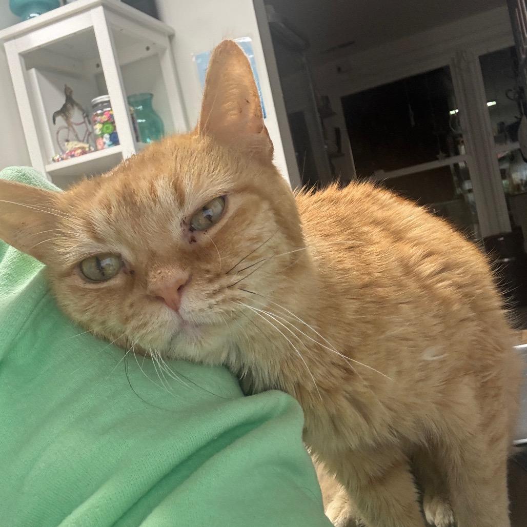 Enlarge Clementine, a Adoptable Domestic Short Hair in Granville, OH image 3/6