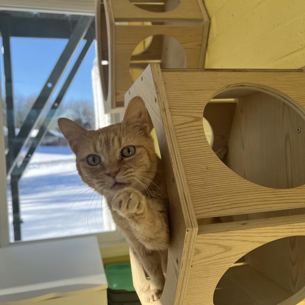 Enlarge Clementine, a Adoptable Domestic Short Hair in Granville, OH image 4/6