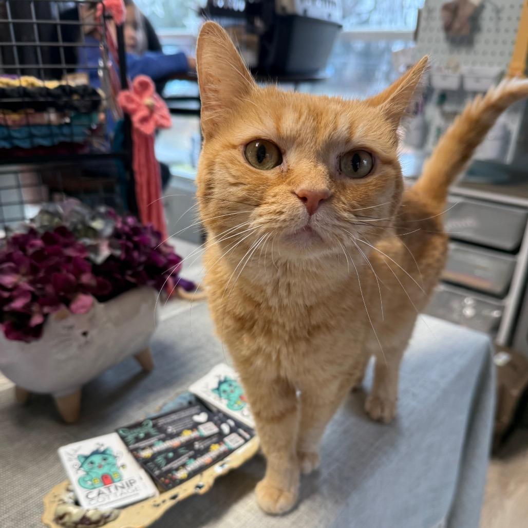 Enlarge Clementine, a Adoptable Domestic Short Hair in Granville, OH image 5/6