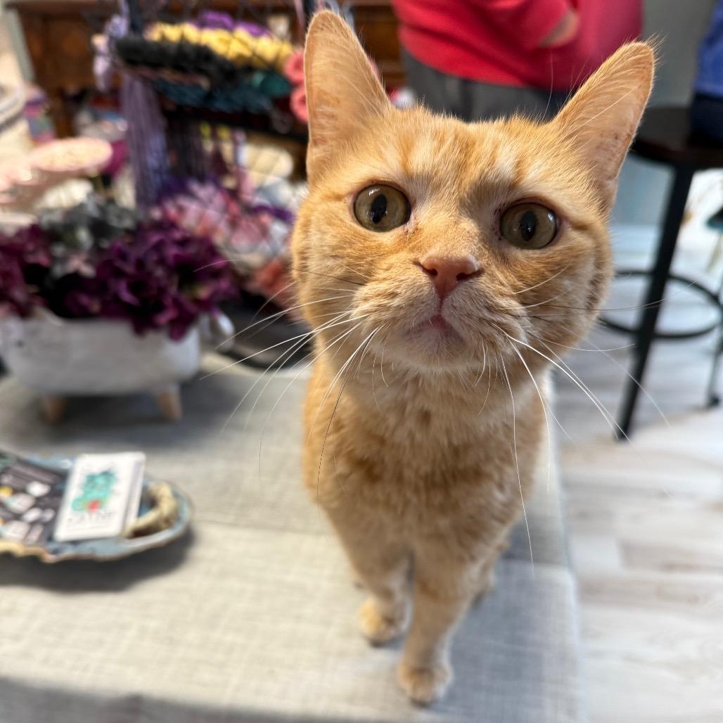 Enlarge Clementine, a Adoptable Domestic Short Hair in Granville, OH image 6/6