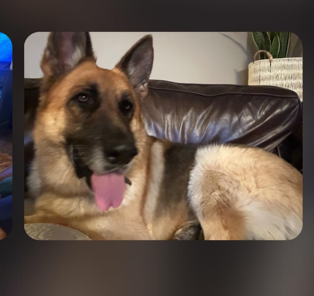 Max, Adoptable, Adult Male German Shepherd Dog.