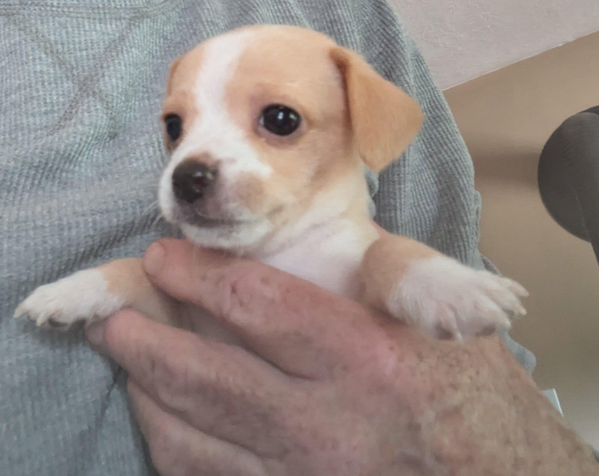 Latte, a ADOPTABLE mixed breed in Clatskanie, OR image 1/6