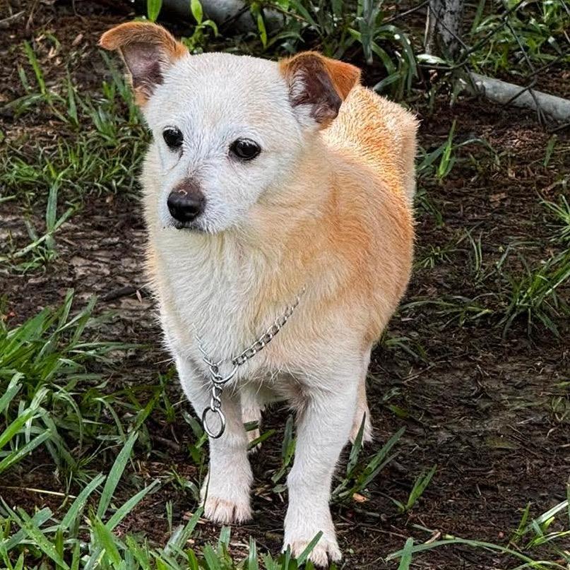 Grandpa, a Adoptable mixed breed in Gulfport, MS image 1/6