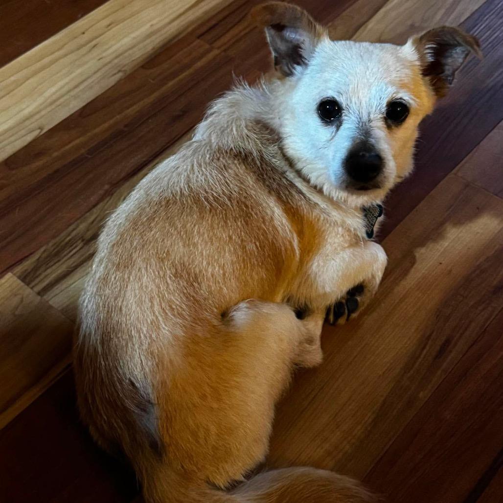 Grandpa, a Adoptable mixed breed in Gulfport, MS image 2/6