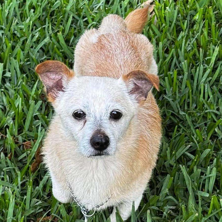 Grandpa, Adoptable, Puppy Male Chihuahua.