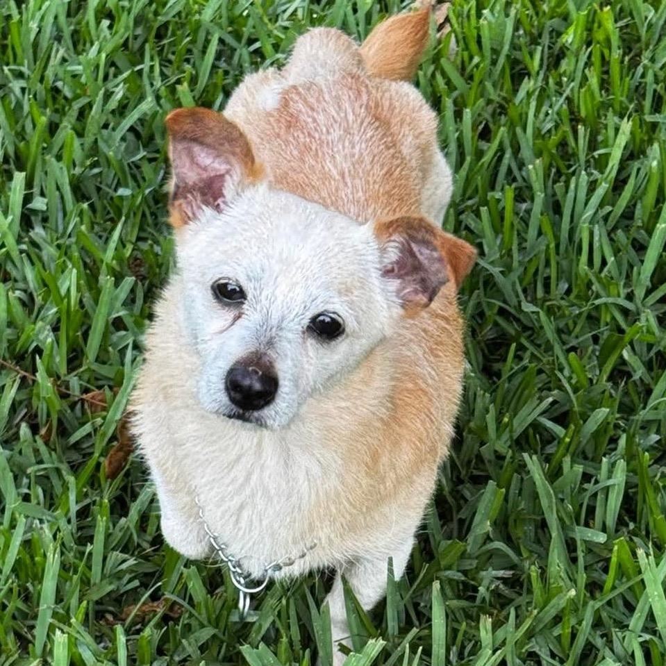 Enlarge Grandpa, a Adoptable Chihuahua in Gulfport, MS image 2/6