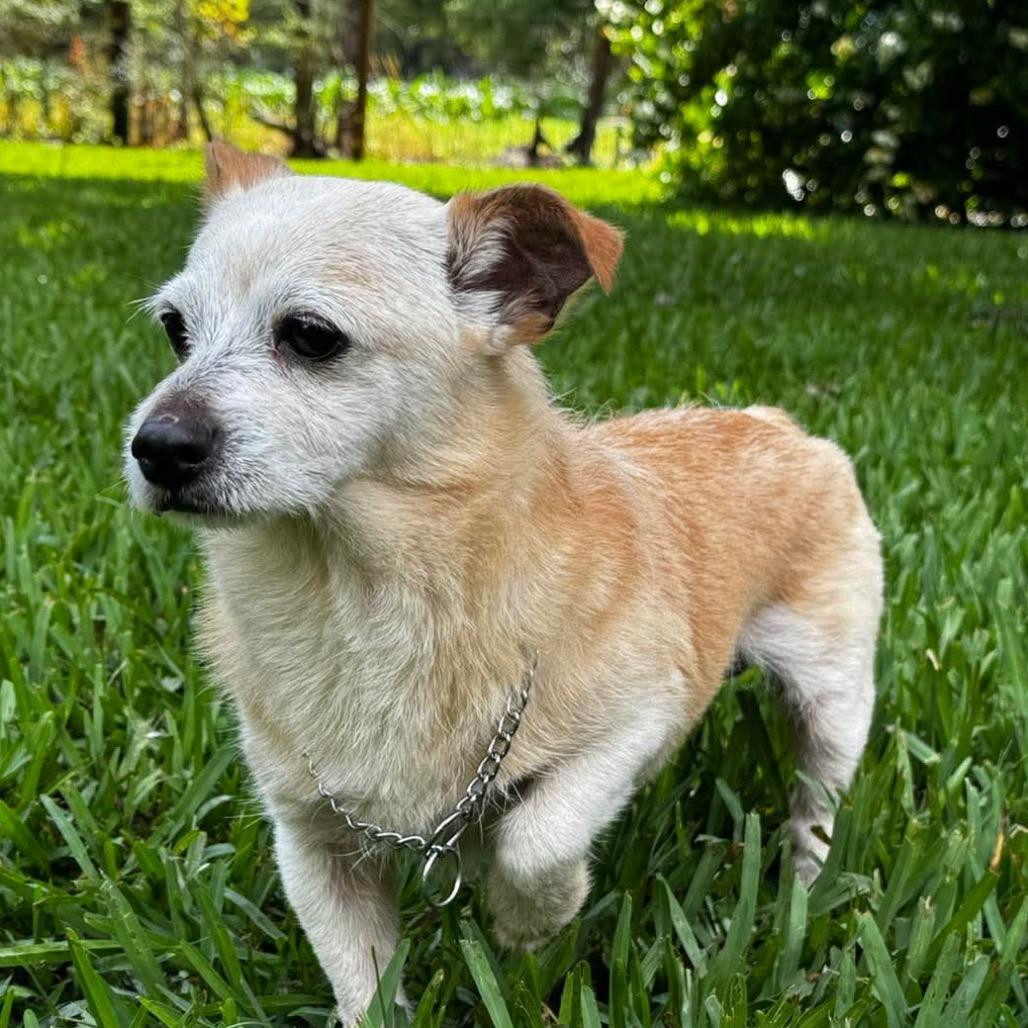 Enlarge Grandpa, a Adoptable Chihuahua in Gulfport, MS image 3/6