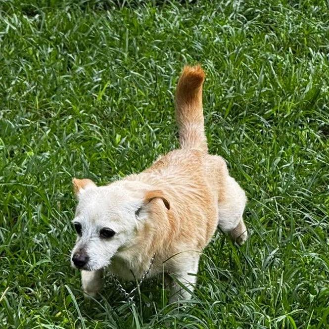Enlarge Grandpa, a Adoptable Chihuahua in Gulfport, MS image 4/6