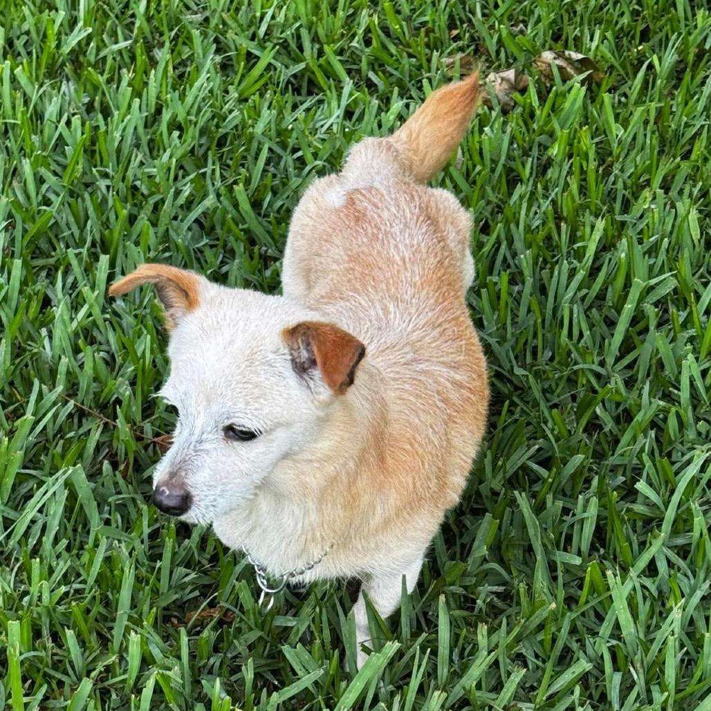 Enlarge Grandpa, a Adoptable Chihuahua in Gulfport, MS image 5/6