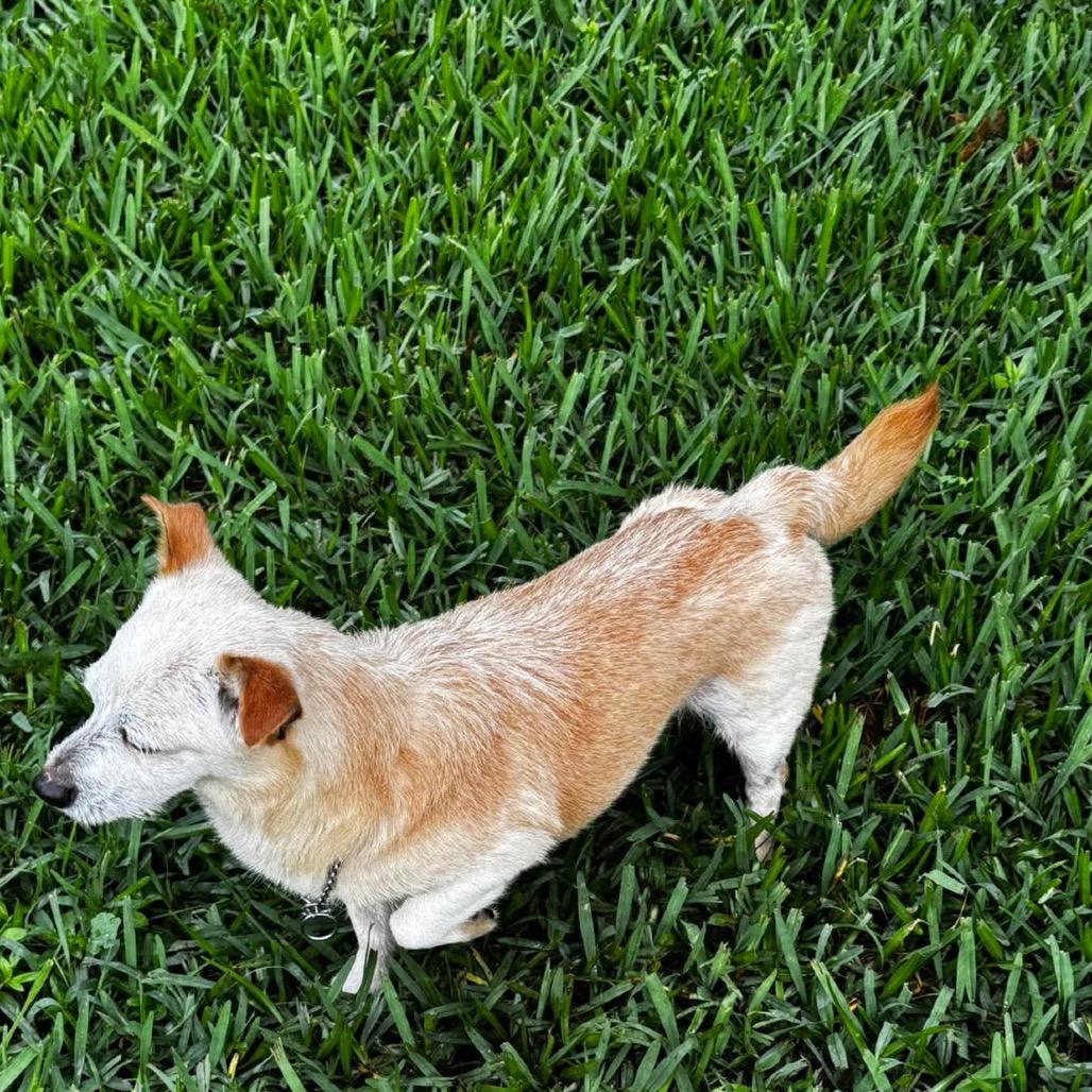 Enlarge Grandpa, a Adoptable Chihuahua in Gulfport, MS image 6/6
