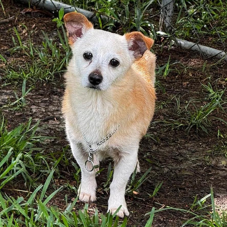 Grandpa, a Adoptable mixed breed in Gulfport, MS image 6/6