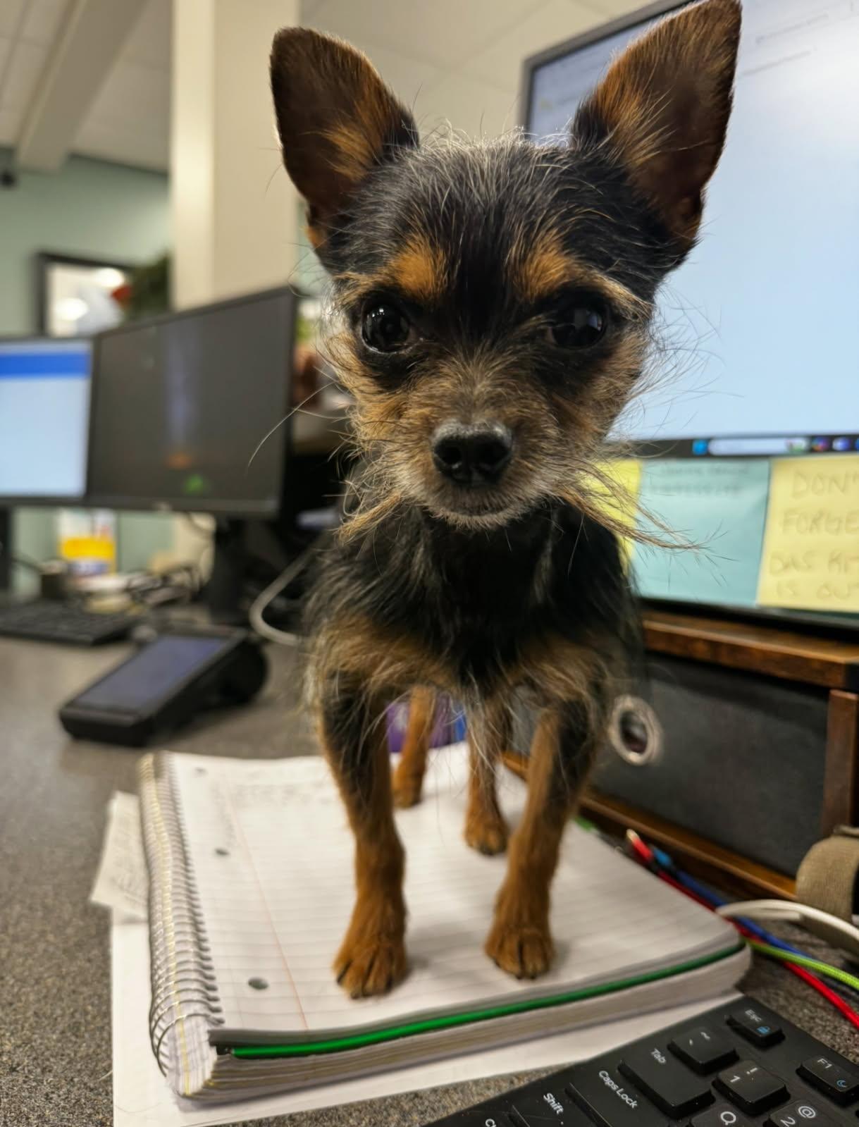 Enlarge Freddy, an adoptable mixed breed in Grand Rapids, MI image 2/2