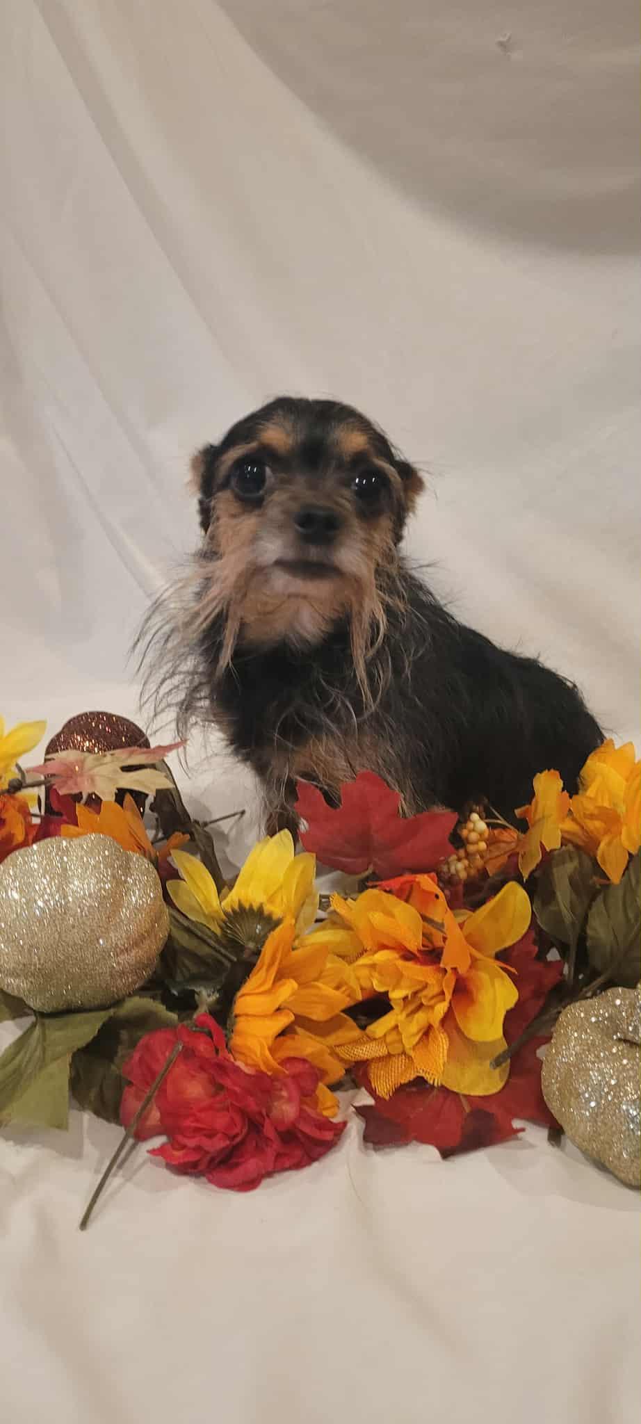 Enlarge Freddy, an adoptable mixed breed in Grand Rapids, MI image 1/2