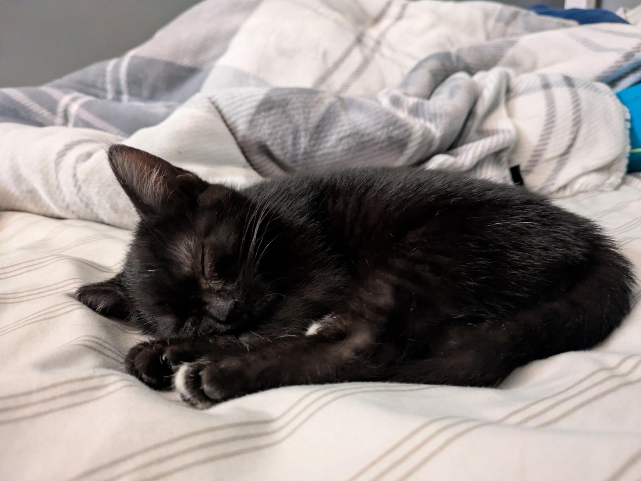 Enlarge Salem, a Adoptable Domestic Short Hair in Columbia, MD image 1/3