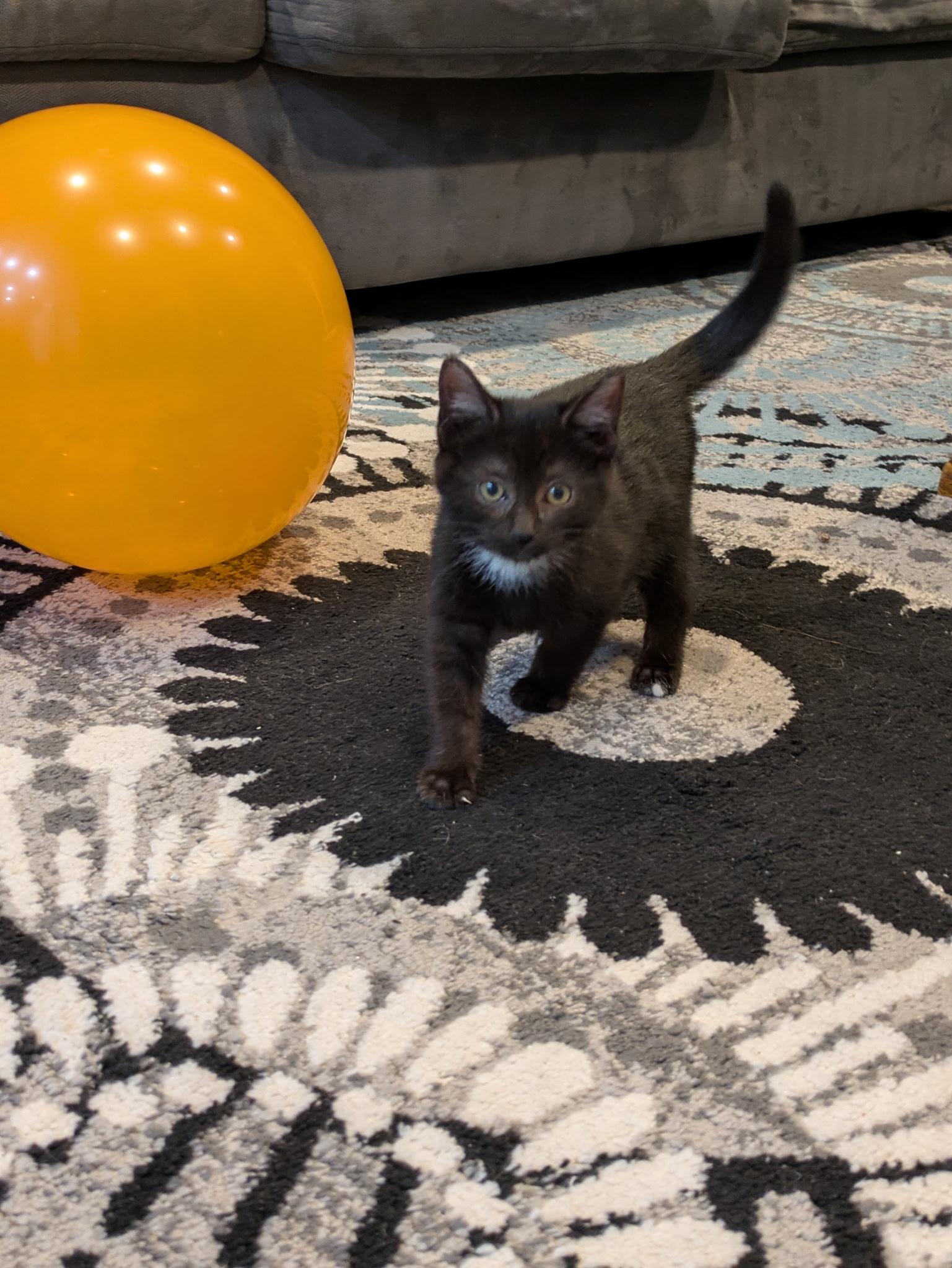 Enlarge Salem, a Adoptable Domestic Short Hair in Columbia, MD image 3/3