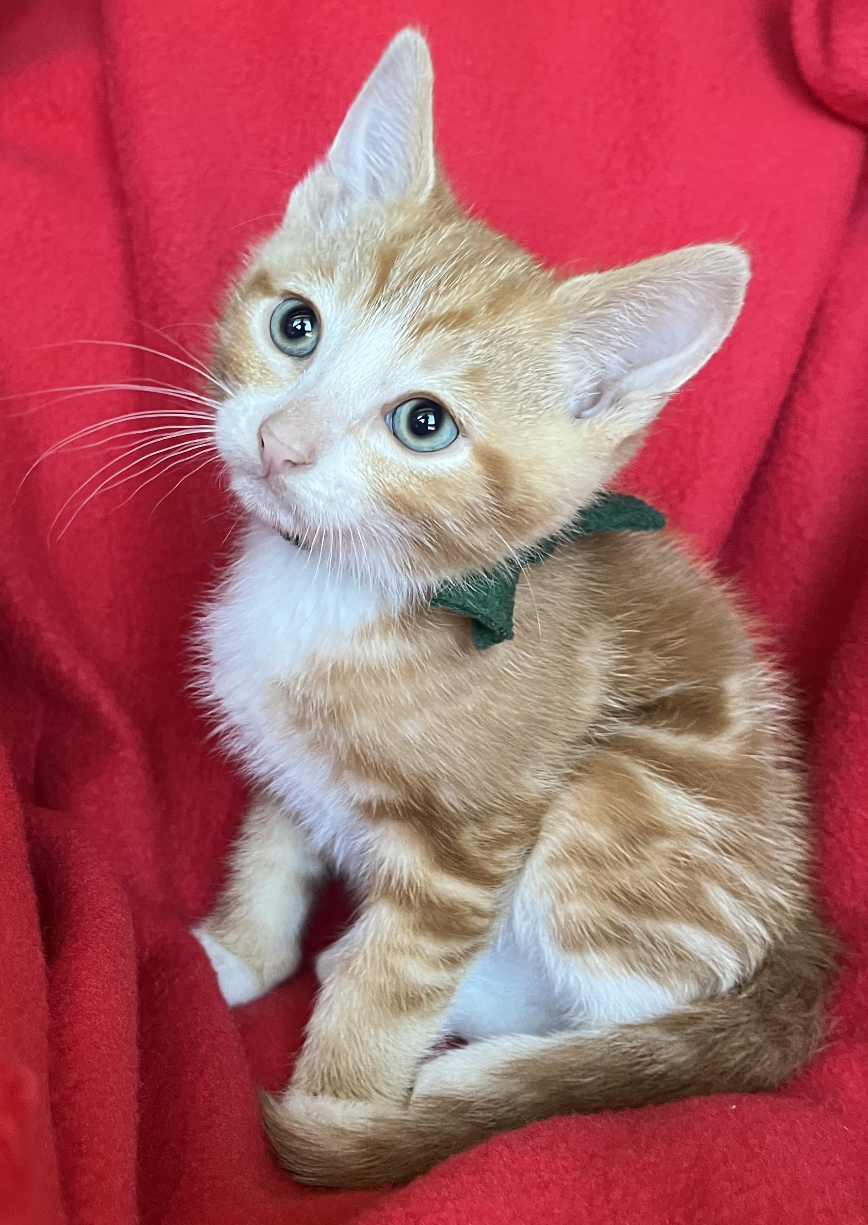 Tiger, an adopted Tabby in Tigard, OR image 2/2