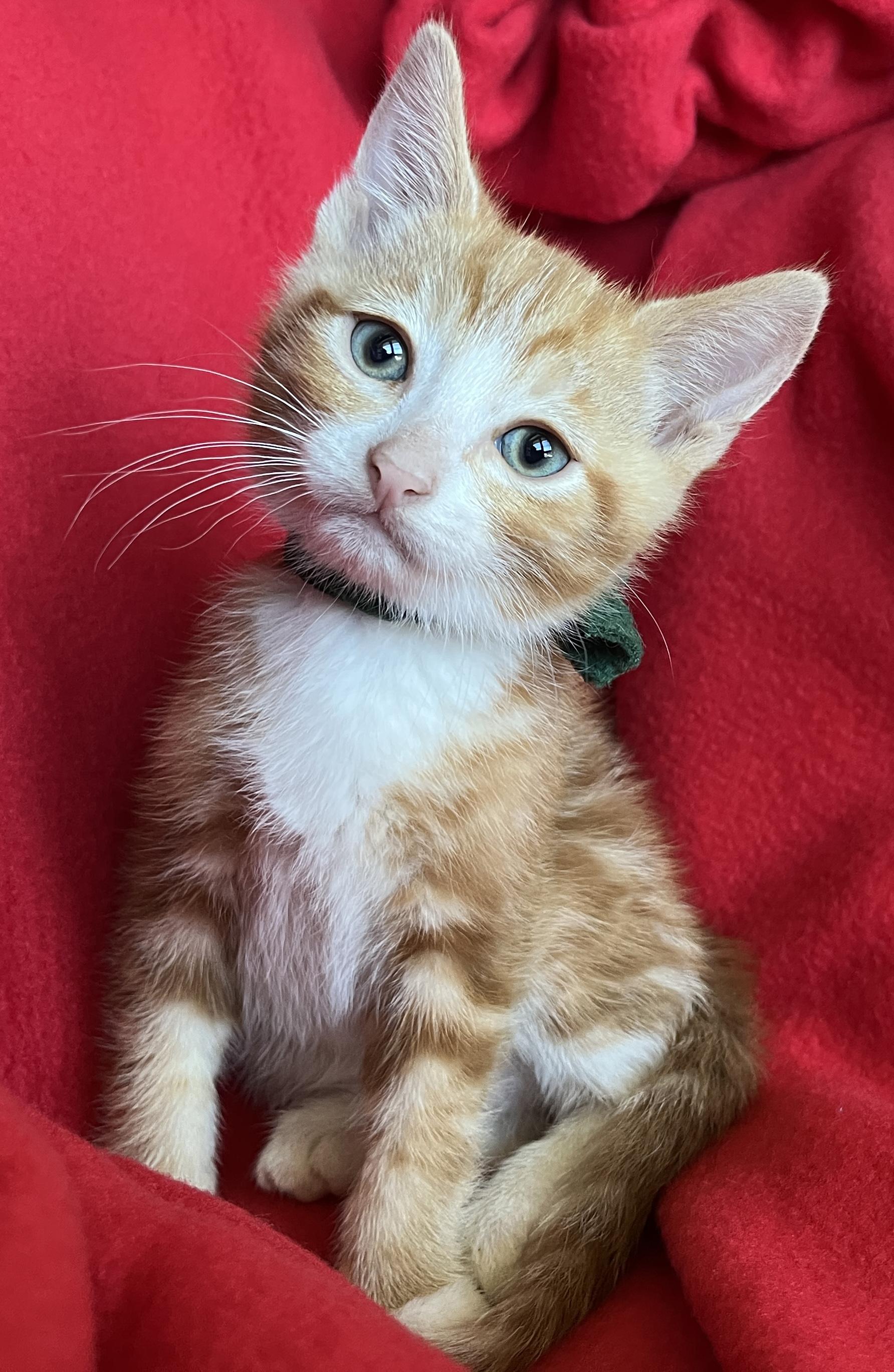 Tiger, ADOPTABLE, Kitten Male Tabby.