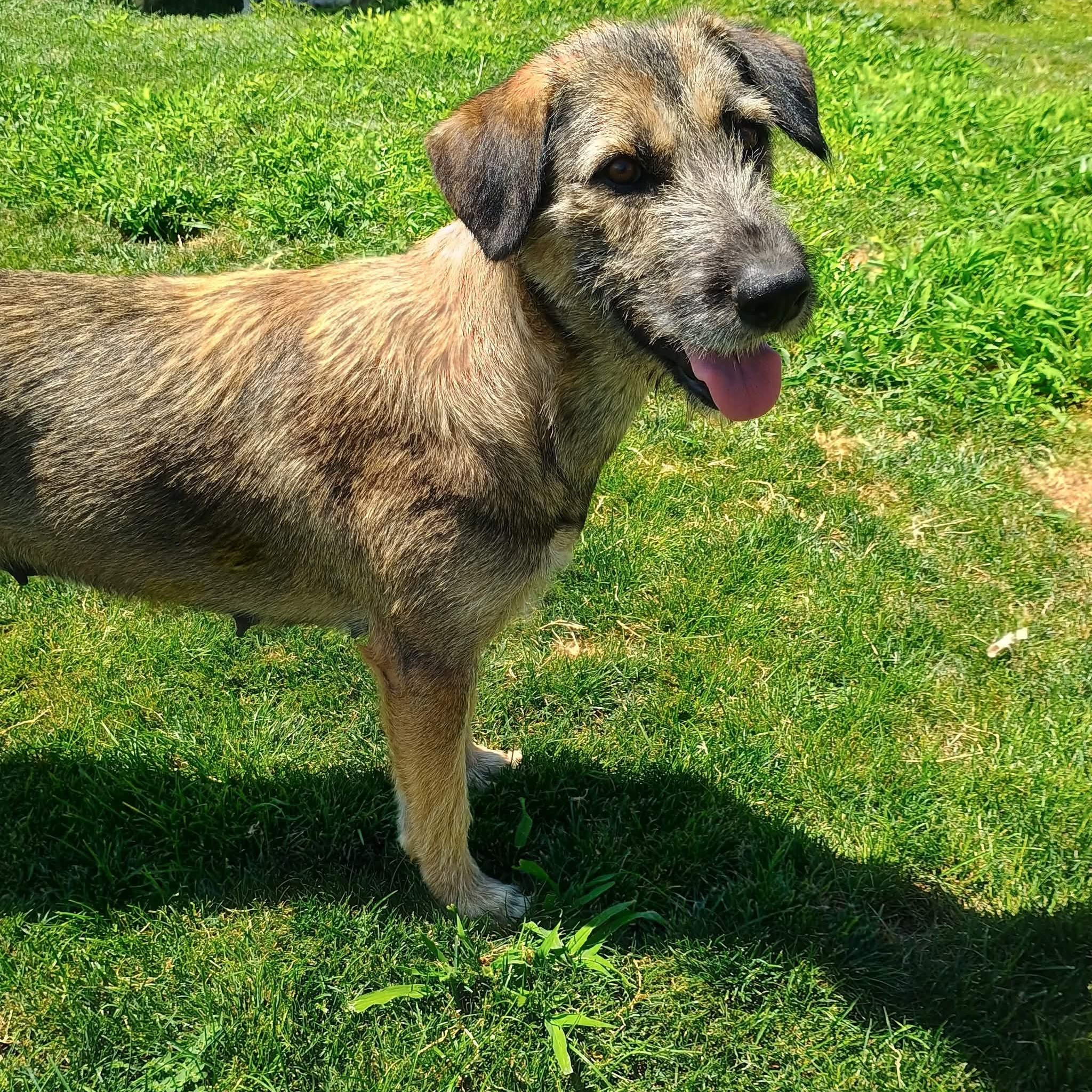 Raven, a ADOPTABLE mixed breed in Glenolden, PA image 1/5