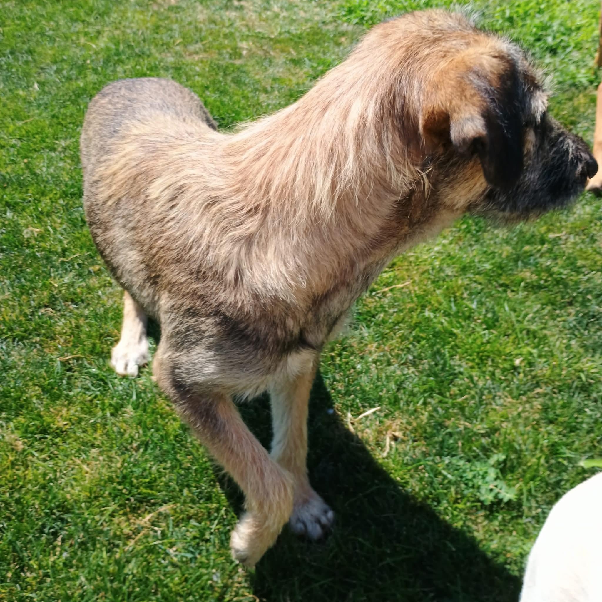 Raven, a ADOPTABLE mixed breed in Glenolden, PA image 3/5