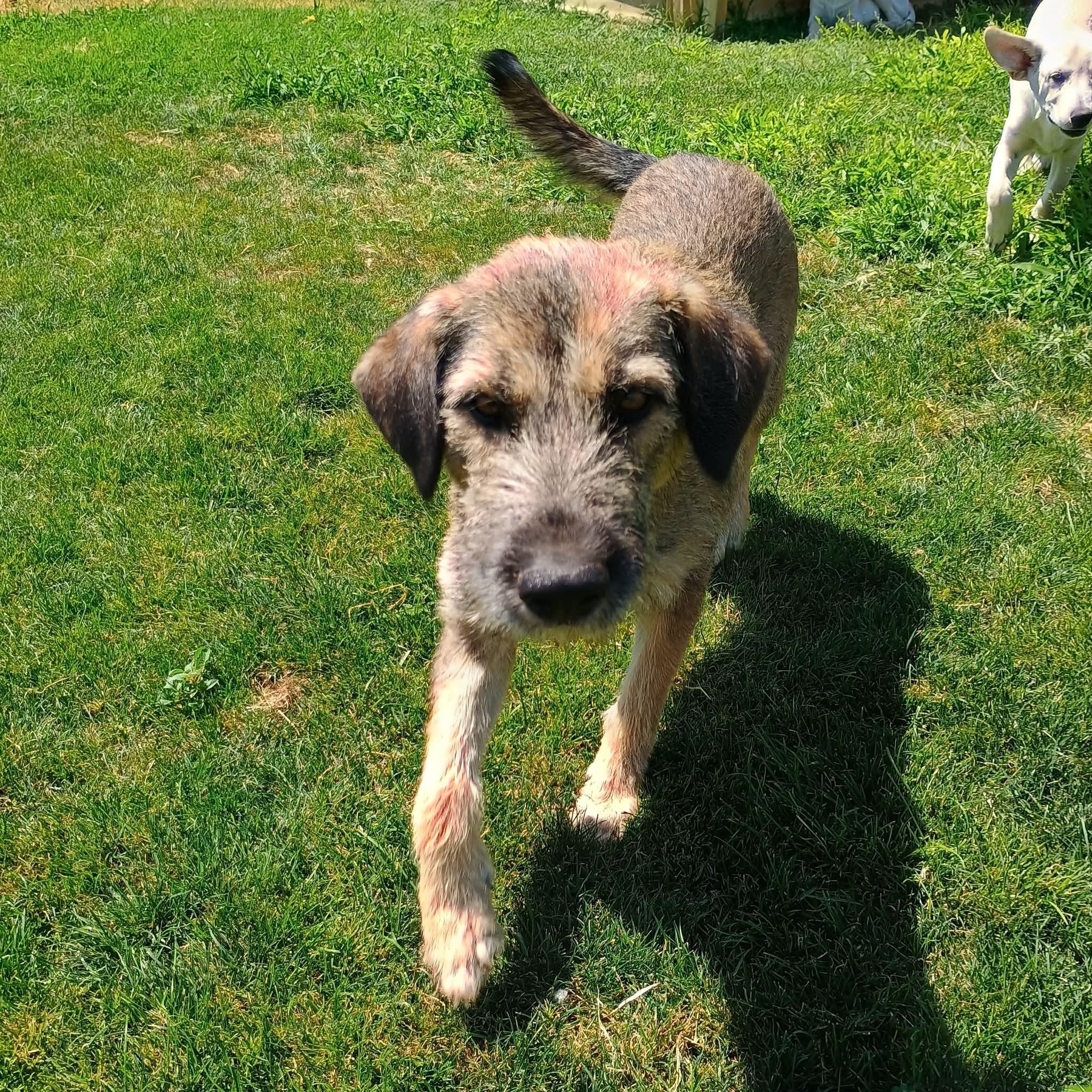Raven, a ADOPTABLE mixed breed in Glenolden, PA image 2/5
