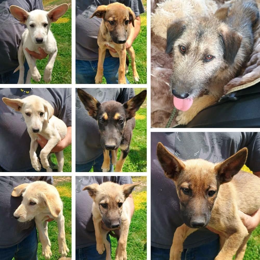 Raven, a ADOPTABLE mixed breed in Glenolden, PA image 5/5