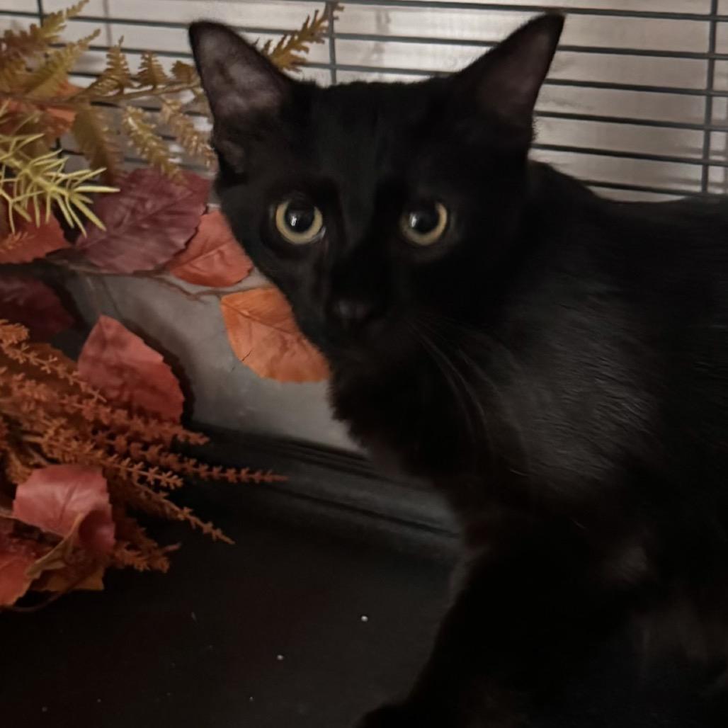Enlarge Raven, a Adoptable Domestic Short Hair in TITUSVILLE, FL image 1/5