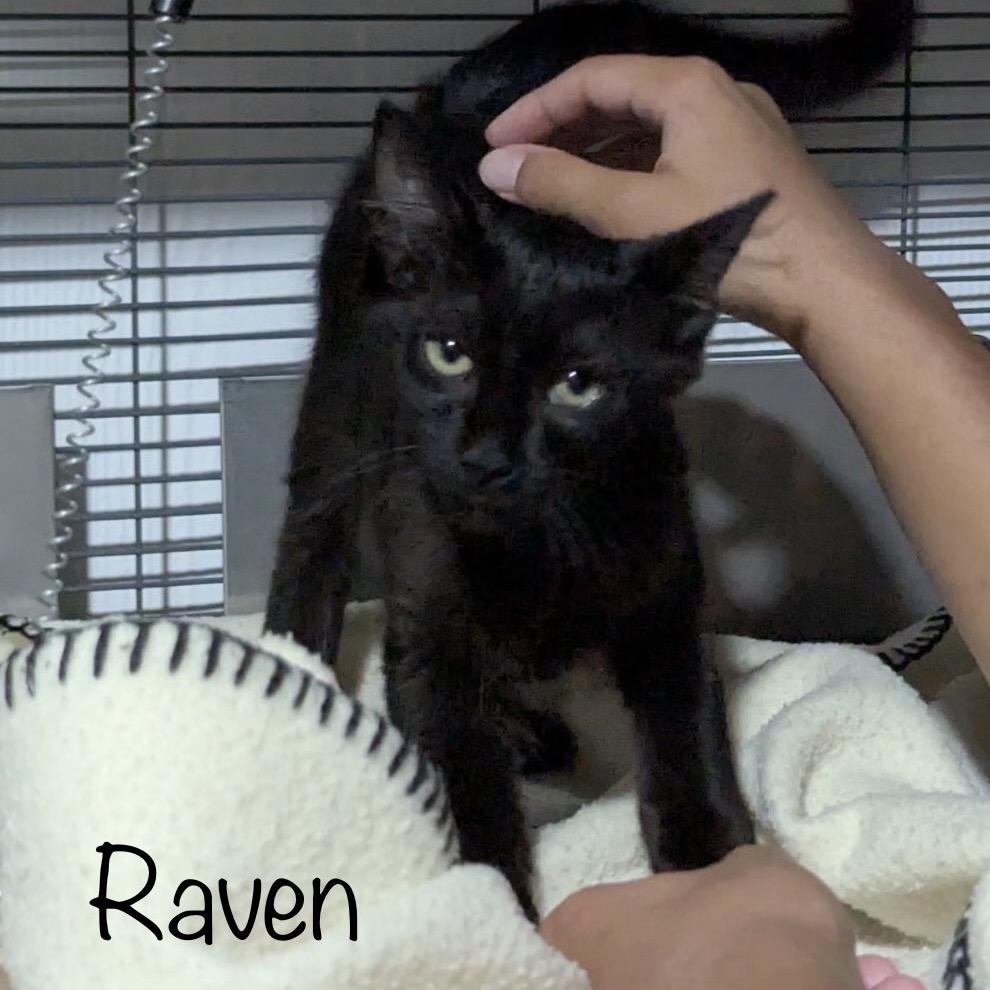 Raven, Adoptable, Kitten Female Domestic Short Hair.