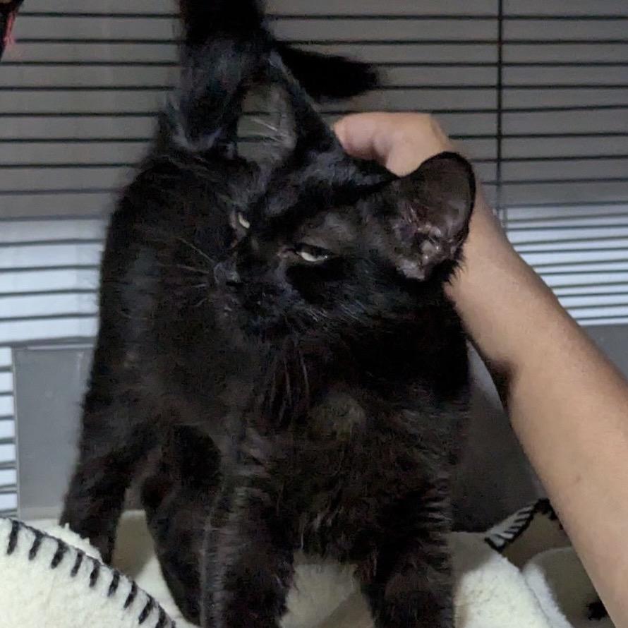 Raven, a Adoptable Domestic Short Hair in TITUSVILLE, FL image 2/3