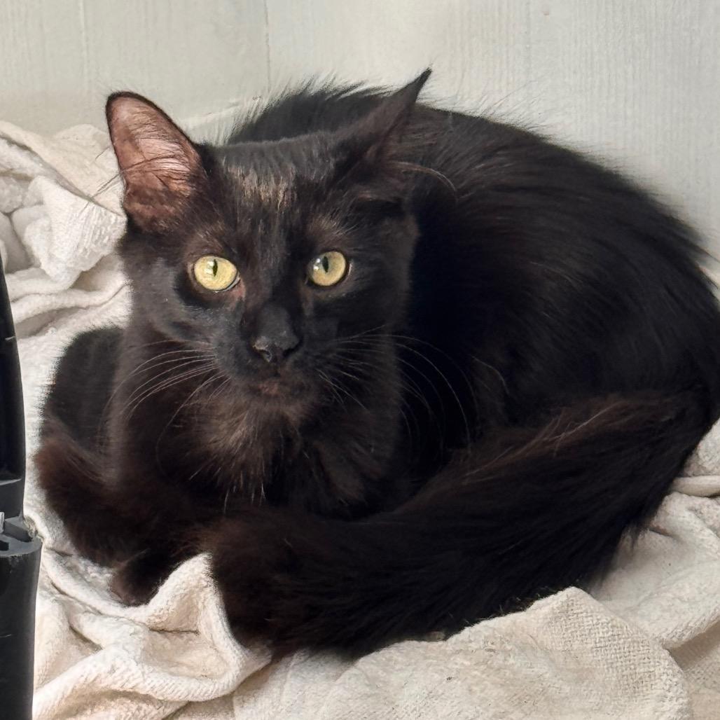 Enlarge Raven, a Adoptable Domestic Short Hair in TITUSVILLE, FL image 5/5